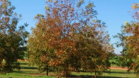 A young pecan tree blowing in the wind in the Fall Stock Footage 143485347
