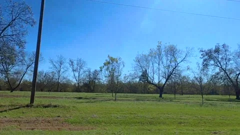 Young Pecan Trees planted on a Pecan Tree Orchard Stock Footage 143511915