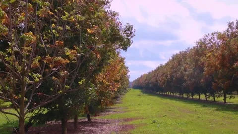 Young pecan trees waving in the wind Stock Footage 143219373