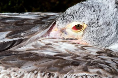 Young pelican Stock Photos