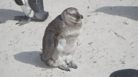 A young penguin Stock Footage 27172170