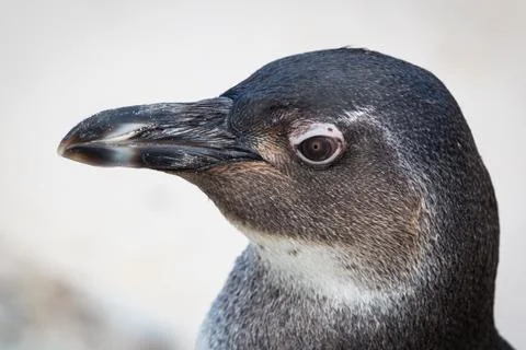 Young Penguin Stock Photos