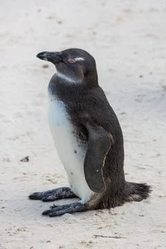 Young Penguin Stock Photos