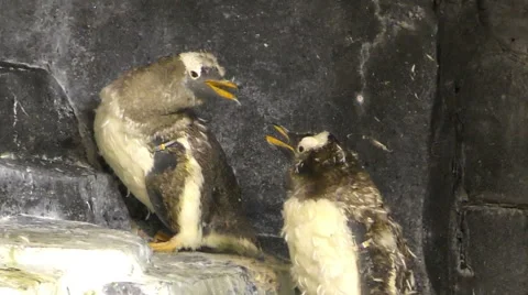 Young penquin chicks Video stock 48589288