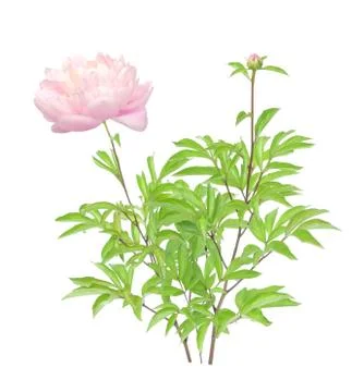 Young peony tree Stock Photos