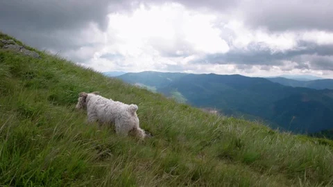 Young people with gogs Fox terrier hiking in mountains, travel, fitness or Stock-Footage 88908164