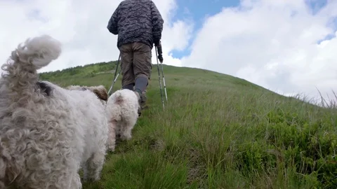 Young people with gogs Fox terrier hiking in mountains, travel, fitness or Stock-Footage 88908315