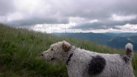 Young people with gogs Fox terrier hiking in mountains, travel, fitness or Stock-Footage 88908478