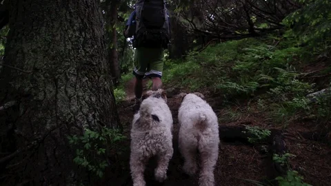 Young people with gogs Fox terrier hiking in mountains, travel, fitness or Stock-Footage 88909610