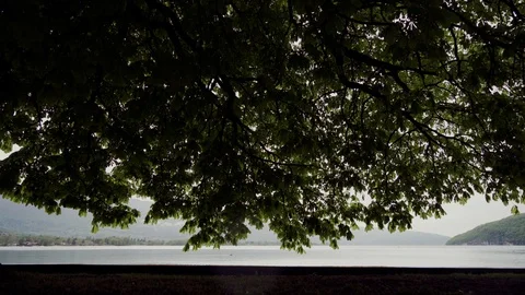 Young people having fun, walking fun like goose under a sprawling tree against 스톡 동영상 116791886