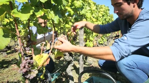 Young people picking grape during harvest season Stock Footage 55520065