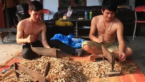 Young people processing herbal Stock Photos