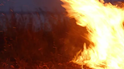 Young people run around large fire at night Stock Footage 44448391