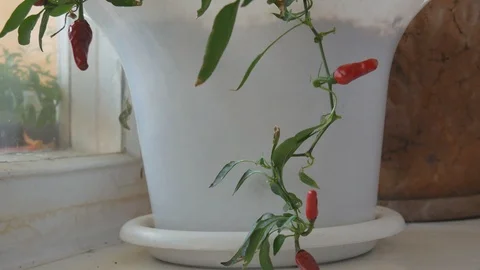 Young pepper growing in a pot in a room Video stock 119889357