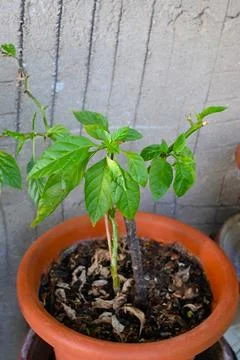 A young pepper plant grows in a terracotta pot with soil and dry leaves. The  Photos