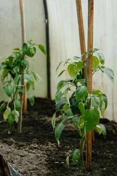 Young Pepper Plants Growing Inside a Greenhouse Stock Photos