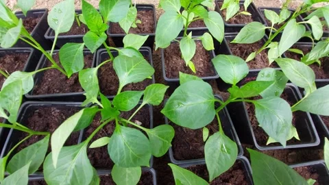 Young pepper plants seedlings in plastic pots in greenhouse Stock Footage 334237284