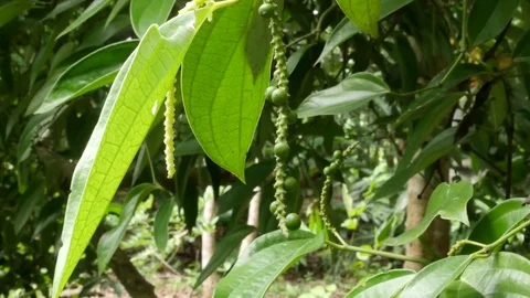 Young peppercorns growing on a tree in a spice plantation. Stock Footage 82006002
