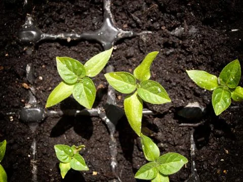 Young peppers Stock Photos