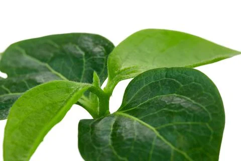 A young persimmon tree with the first two leaves, Stock Photos