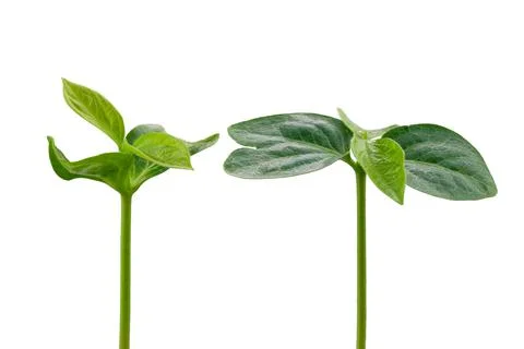 A young persimmon tree with the first two leaves Stock Photos