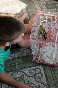 Young person interacts with a small bird in a cage on a patterned floor. Stock Photos