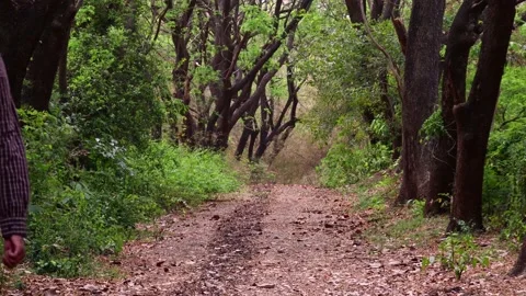 A young person is waling in beautiful pathway is surrounded with trees Stock Footage 176185556