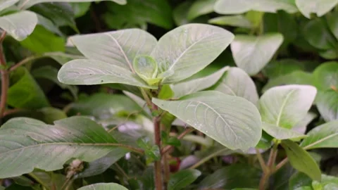 A young Peruvian primrose-willow is growing on the soil Stock Footage 316227254