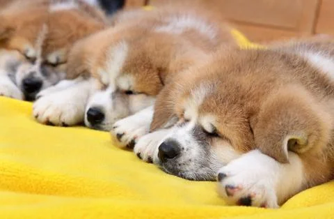 Young pets 写真素材