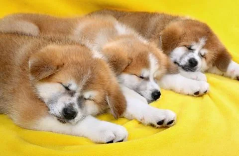 Young pets 스톡 사진