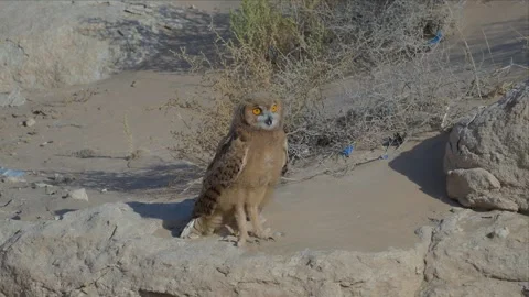 Young Pharaoh Eagle-Owl Standing on Desert Ground Among Dry Brush Looking at Stock Footage 340293505