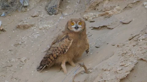 Young Pharaoh Eagle-Owl Standing on Desert Ground Among Dry Brush Looking at Stock Footage 340293603