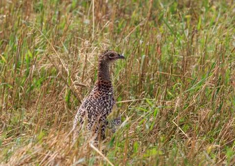 Young pheasant hiding in the grass Stock Photos