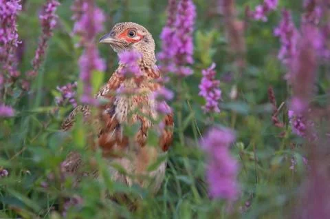 Young pheasant Stock Photos