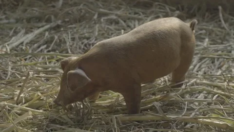 Young Pig Foraging on Straw Bedding in a Rural Livestock Farm Stock Footage 337432578