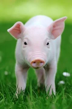 Young pig in grass Stock Photos