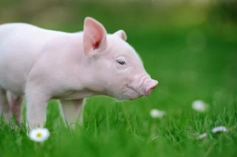 Young pig on grass Stock-Fotos