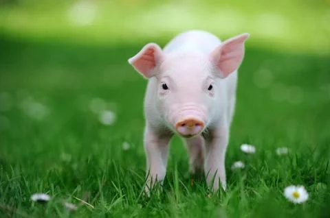 Young pig in grass Stock Photos