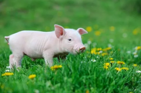 Young pig on grass Stock-Fotos