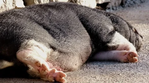 Young pig lying on the ground in sunlight, resting peacefully near stones. Close Stock Footage 327486276