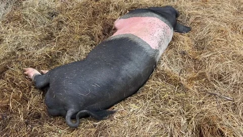Young Pig Lying on Straw Bedding Stock Footage 344439763