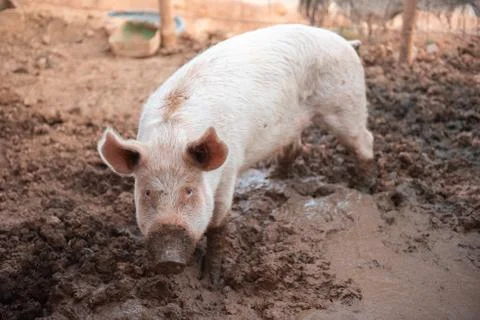 Young pig in a pigsty with a dirty muzzle Stock Photos