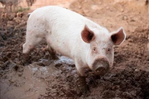 Young pig in a pigsty with a dirty muzzle Stock Photos