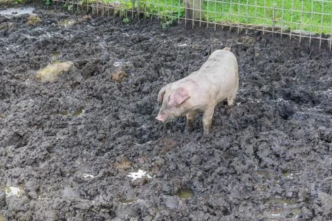 Young pig standing in the mud Stock Photos