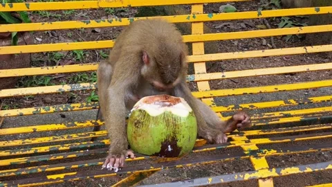 A young pig-tailed macaque tries to get the flesh of a young coconut. Stock Footage 337925487