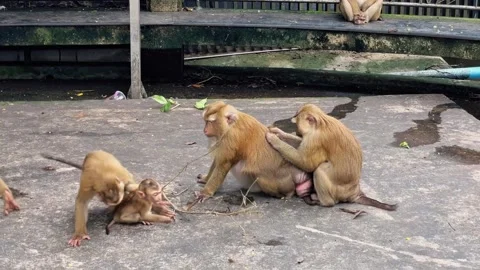 Young pig-tailed macaques play while an adult male courts a female. Stock Footage 338166434
