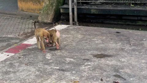 Young pig-tailed macaques playing next to an adult pair Stock Footage 338166436