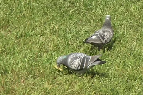Young Pigeon Stock Footage 516024