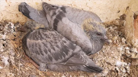 Young pigeon on nest Stock Footage 53096581