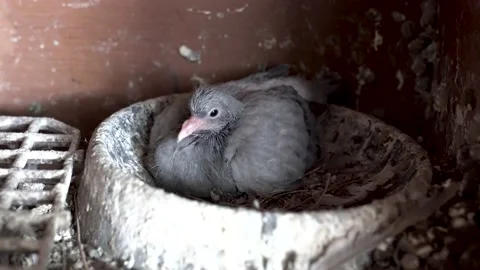 Young pigeon in the nest Stock Footage 157483264